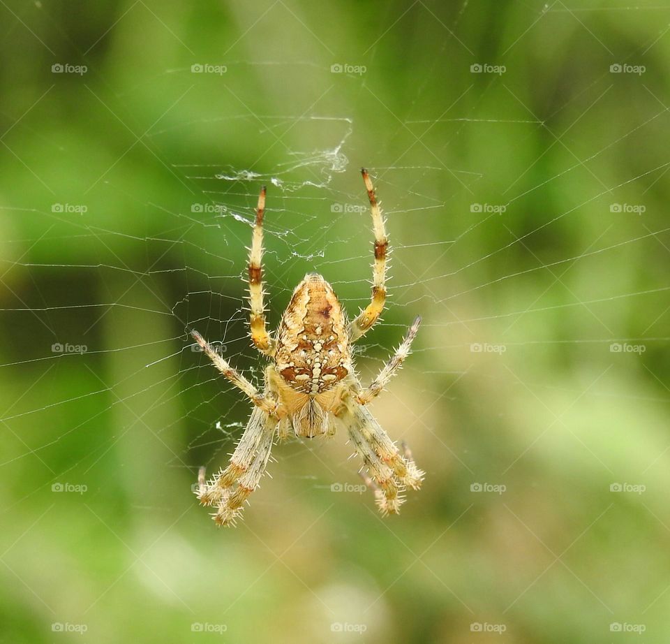 A spider in a web