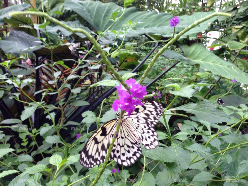 Paper Kite Butterfly Botanical Garden