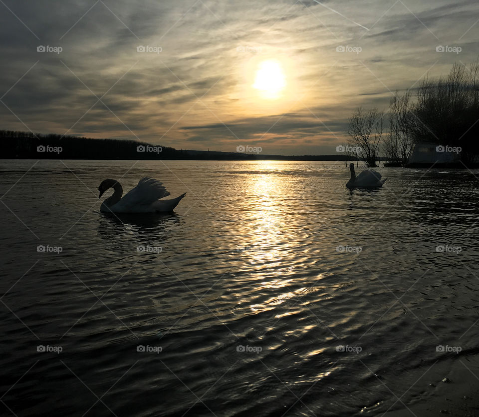 Beautiful sunsat and swans