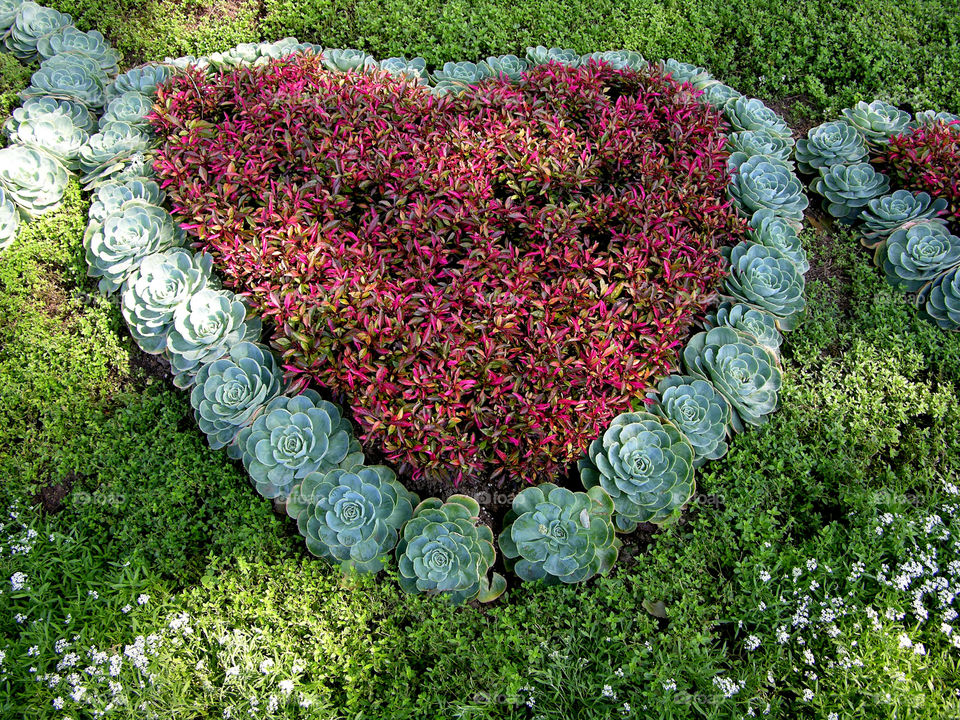Heart shape made from plant