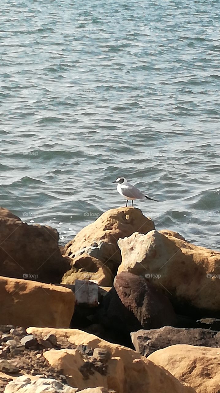 seagull