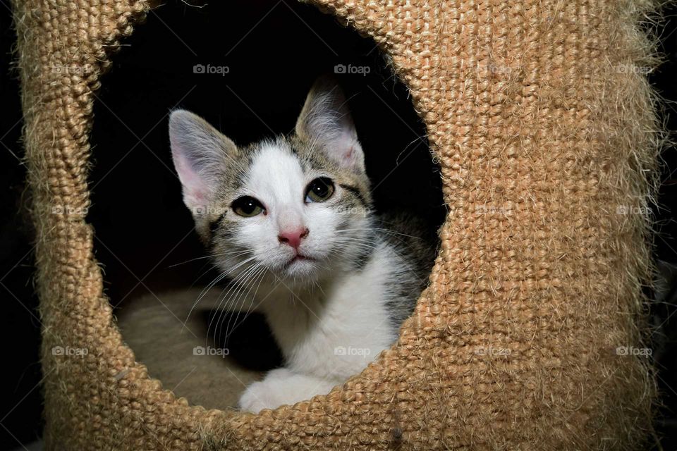 very cute and playful white and grey kitten playing hide and seek