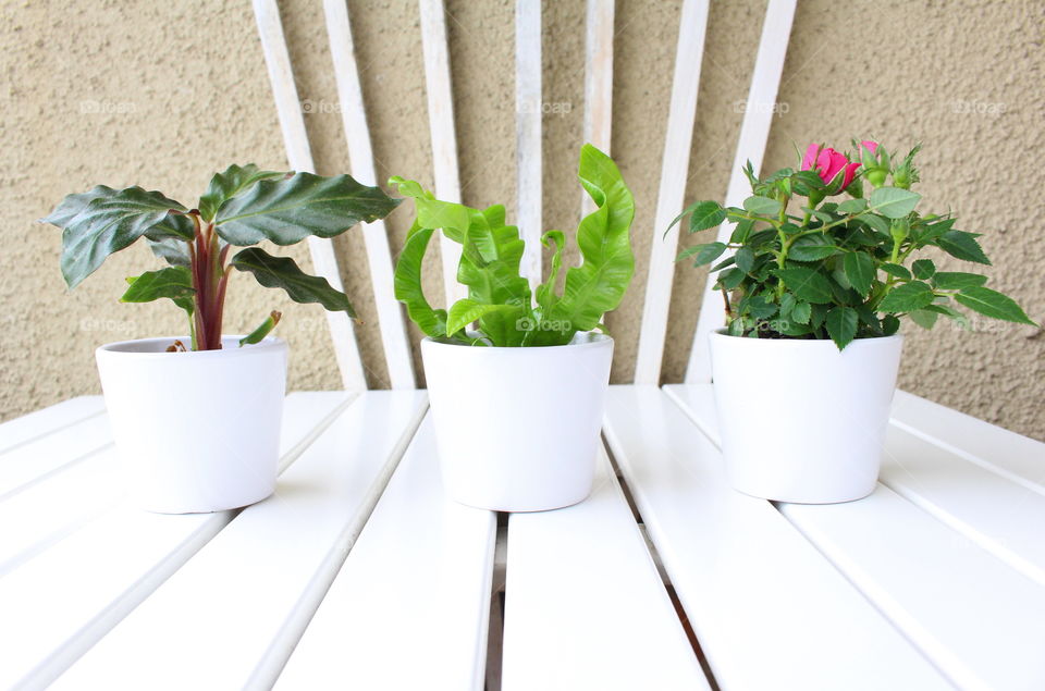 Plants at balcony