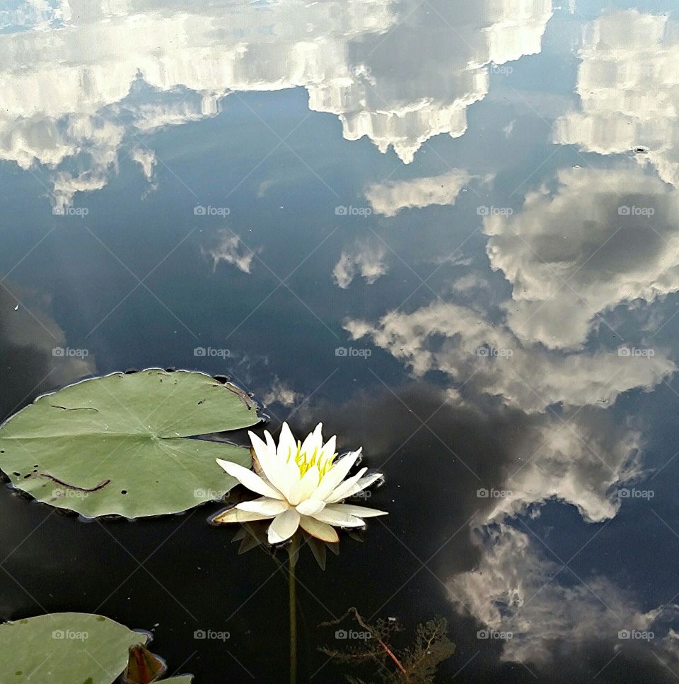 lotus