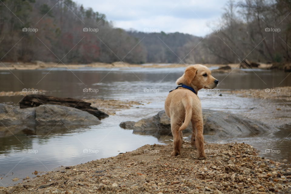 Golden Retriever puppy exploring the Chattahoochee River