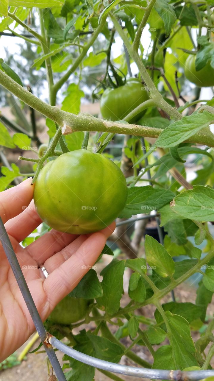 Growing tomatoes