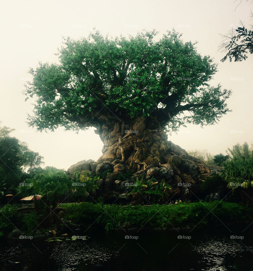 Tree of Life on a foggy morning in Animal Kingdom