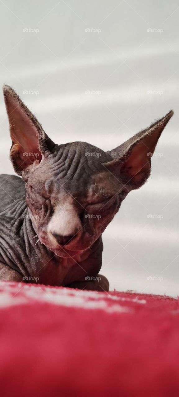 chat, sphinx, sans poils, endormi, grandes oreillettes