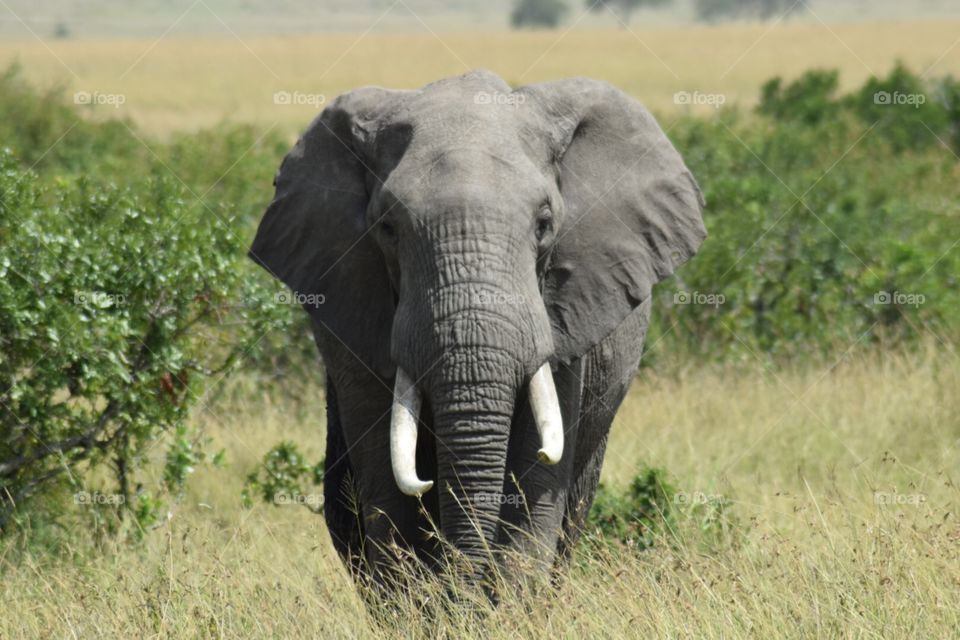 Elephant kenya South Africa Safari