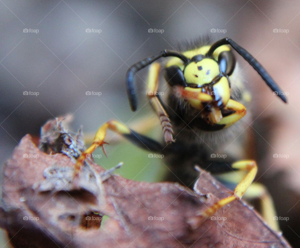 bee putting leg in mouth