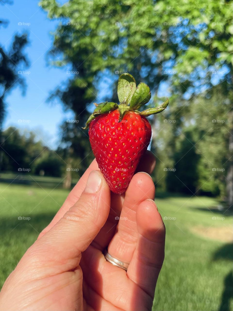 Strawberry at the picnic
