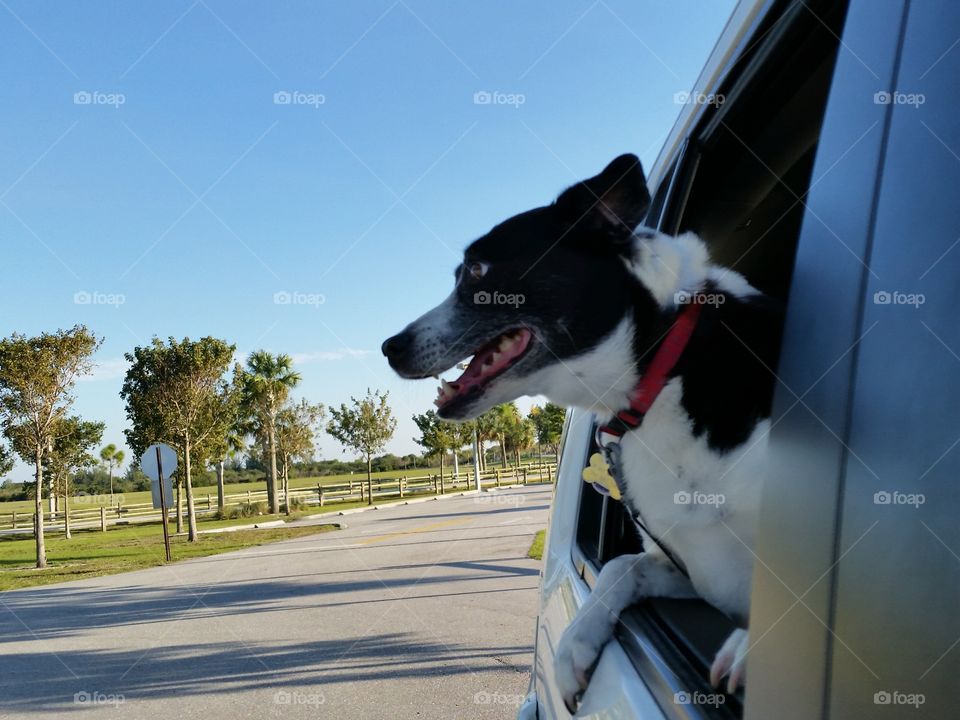 happy pooch