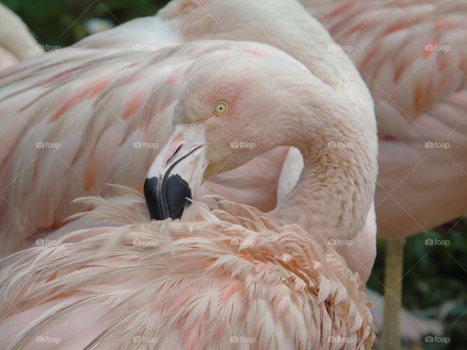 Flamingo closeup, interesting eyes, big pink bird