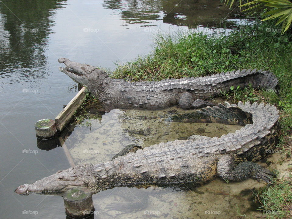 Crocodile . Melbourne Zoo