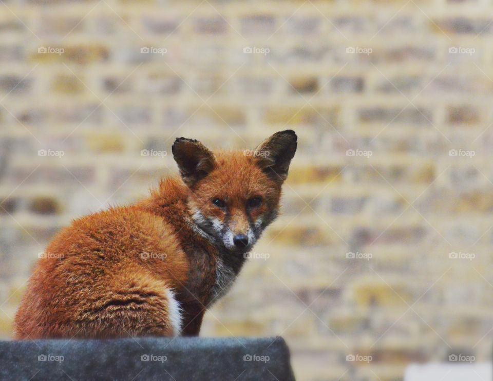 west london urban fox sitting on roof blurred brick background by kikicheeky
