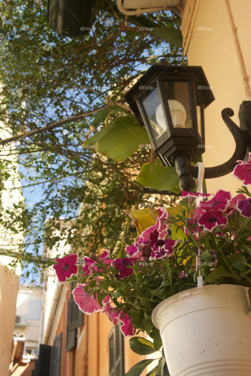 Pink flowers, lantern and vines in Corfu town