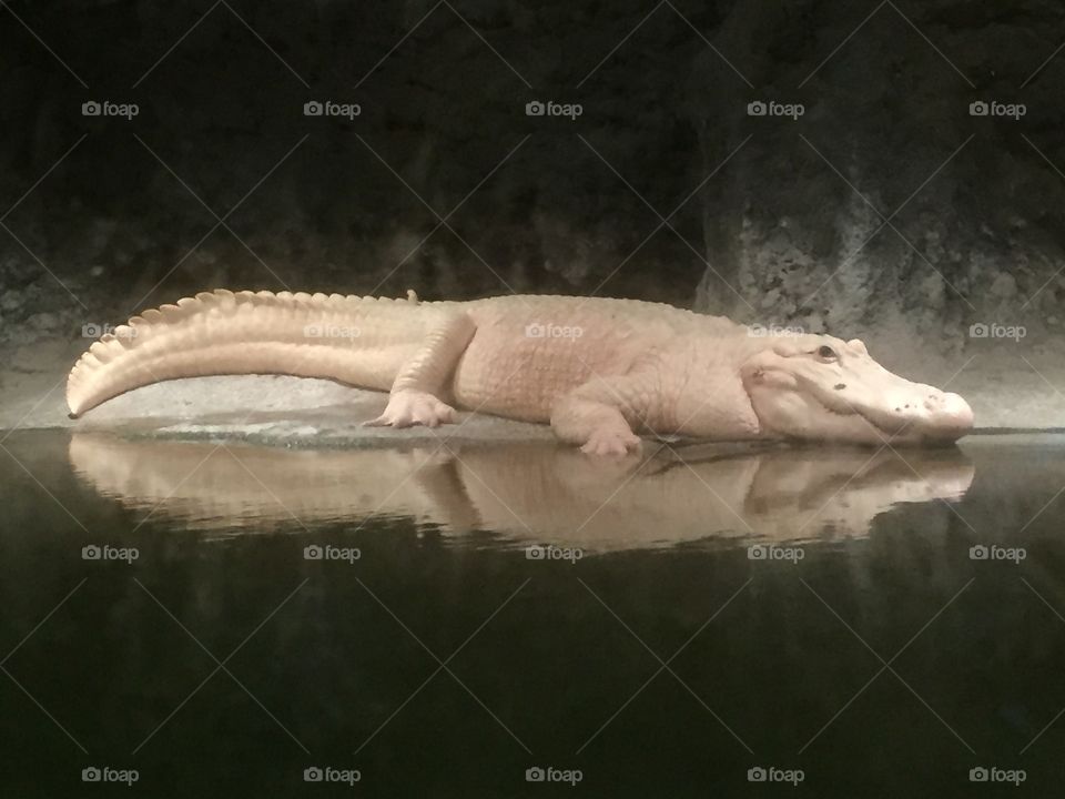 White Alligator 
