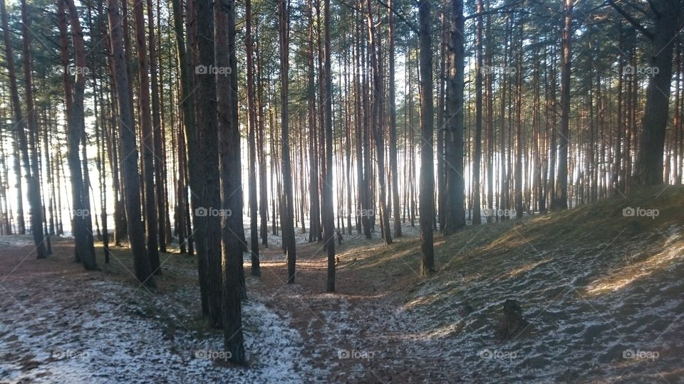Walk through the forest