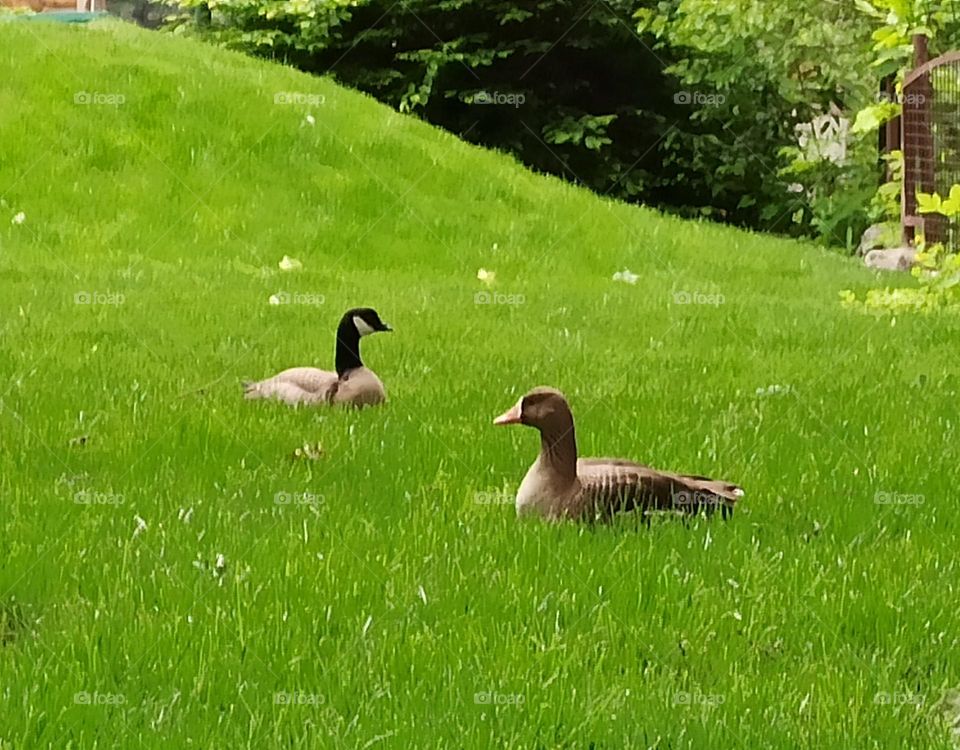 Birds & Bees - Nature in Motion. Ducks