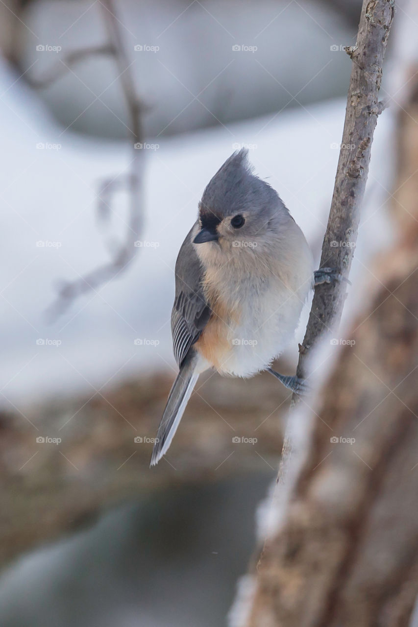 Tufted Titmouse