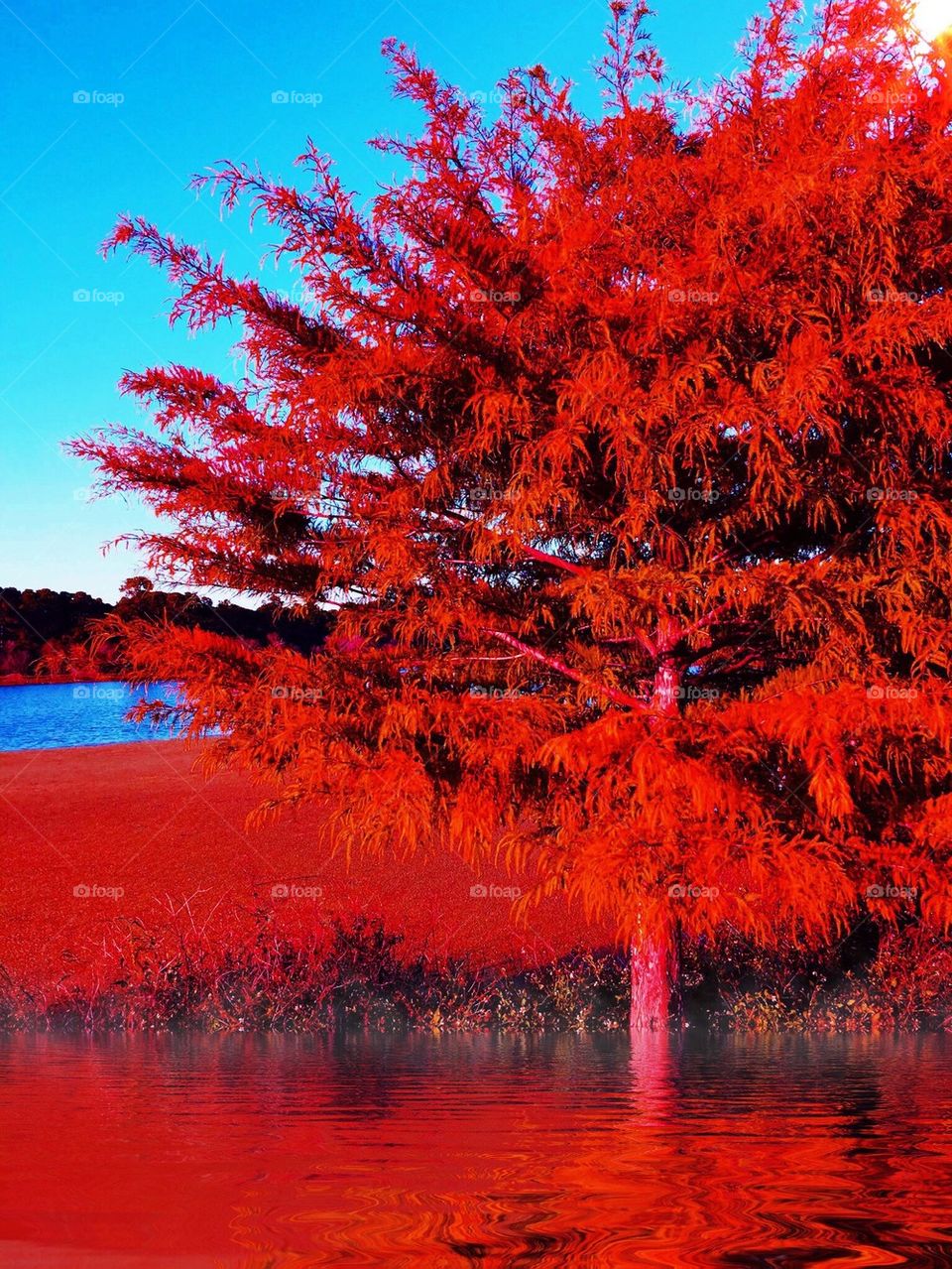 Red tree on water