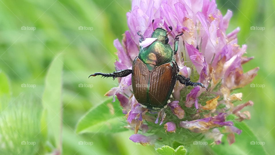 Beetle on the pink flower