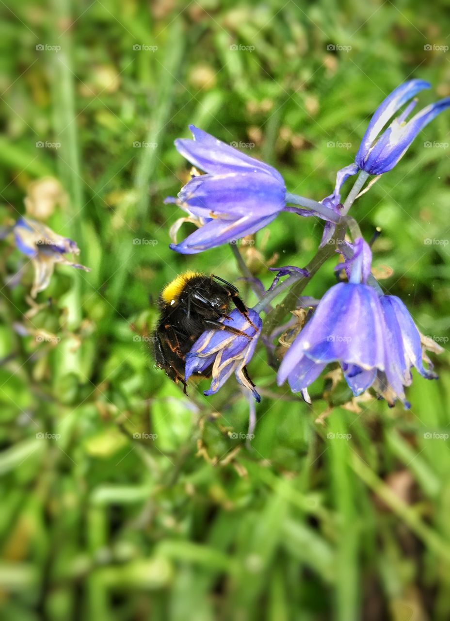Bumble Bee On A Flower Eating Nectar