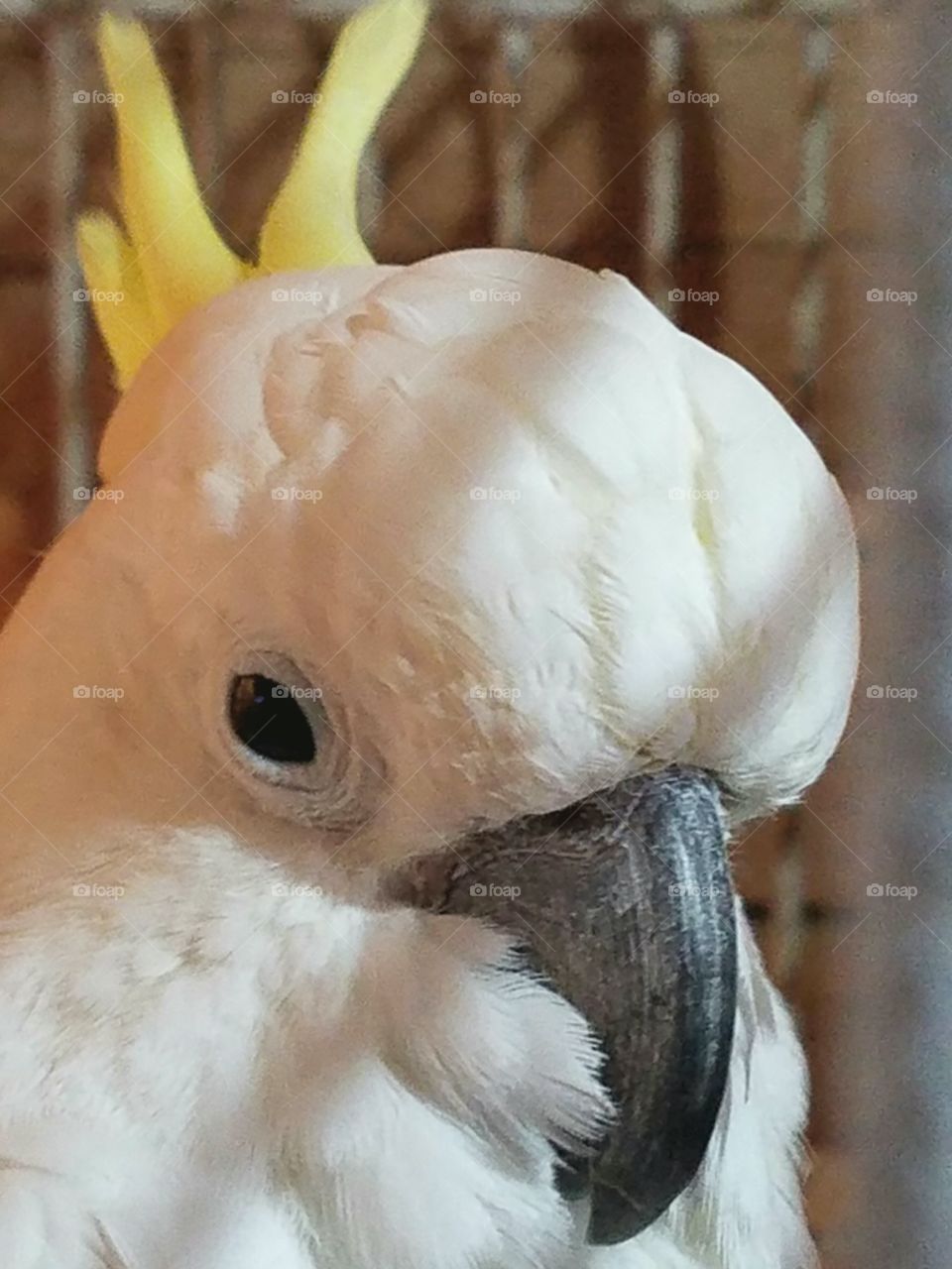cockatoo