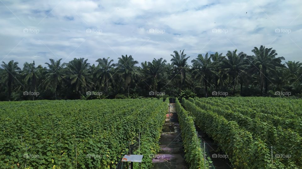 Fertigation Farm in front of oil palm plantations