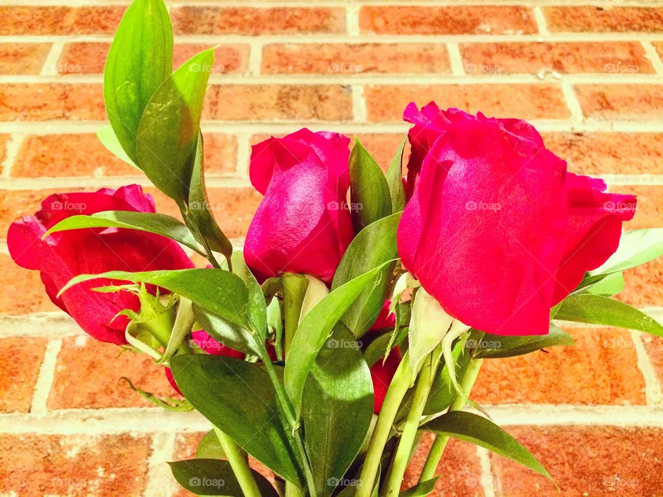 Roses 