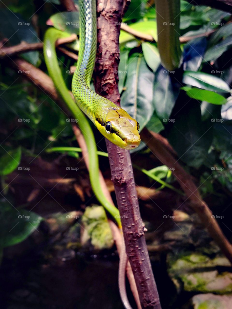 Green snake.