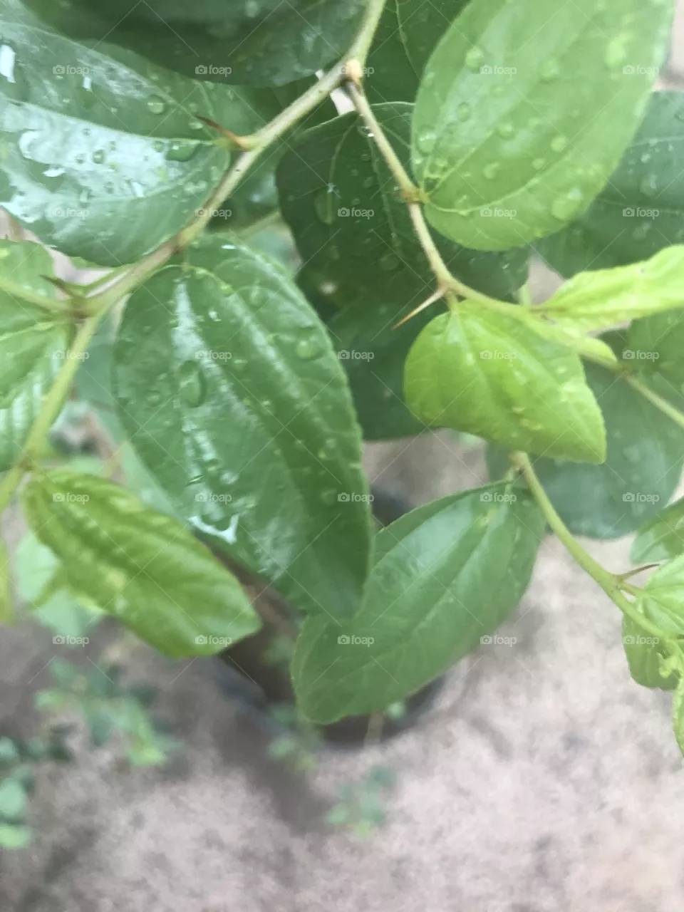 Plant,sidra 