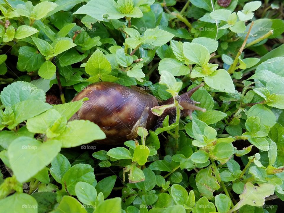 Snail