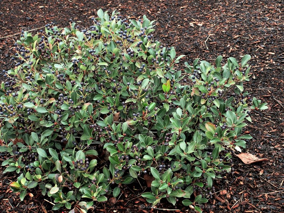 shrub with berries