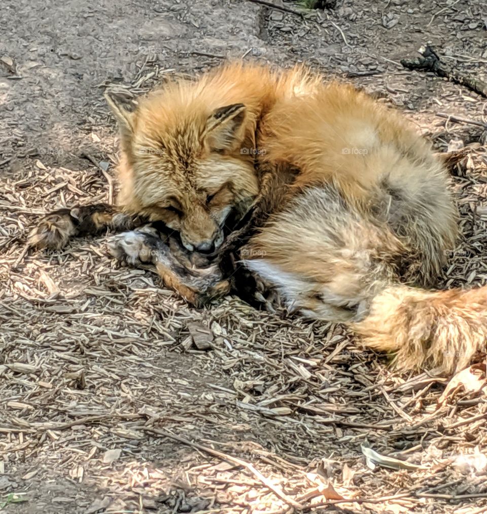 Napping at the Staten Island zoo. The fox looks so peaceful, curled up. Hope he's having good dreams.