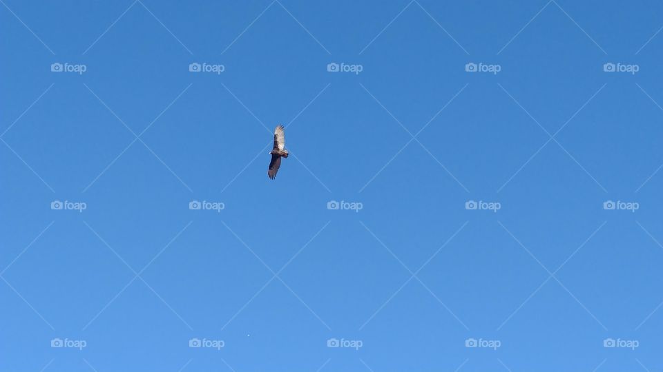 Sky, Flight, Bird, Outdoors, Airplane