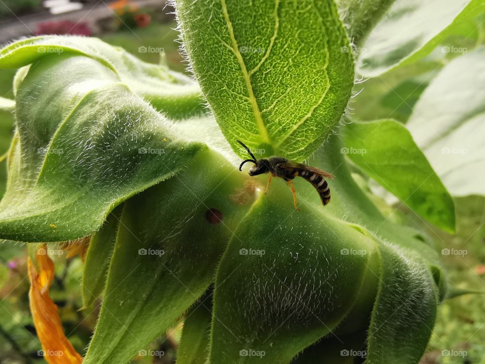 Insekt on an sunflower