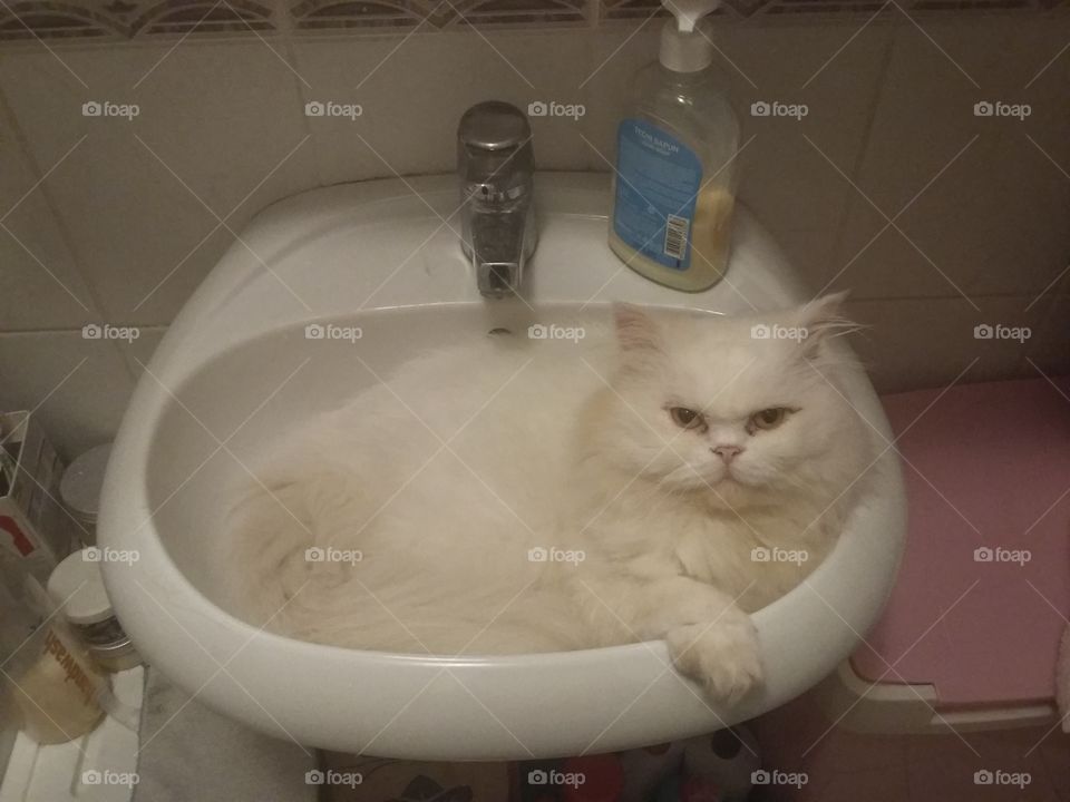 Cat in a sink