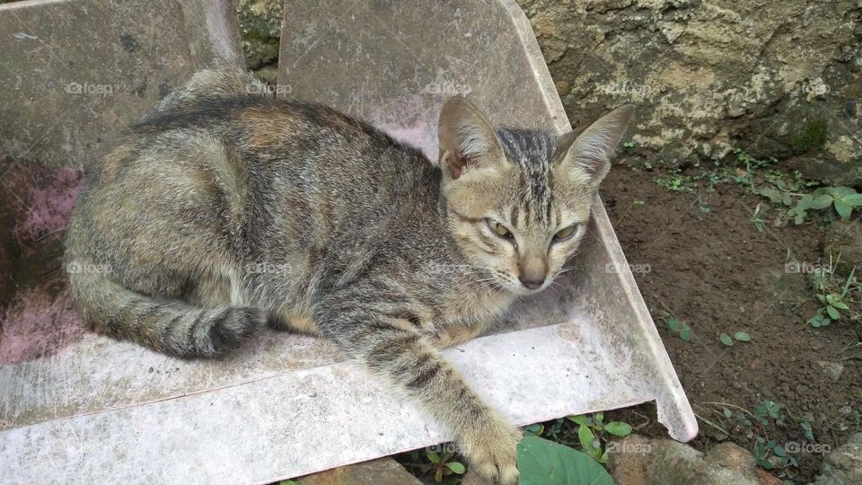 Cute kitten in the garbage shovel