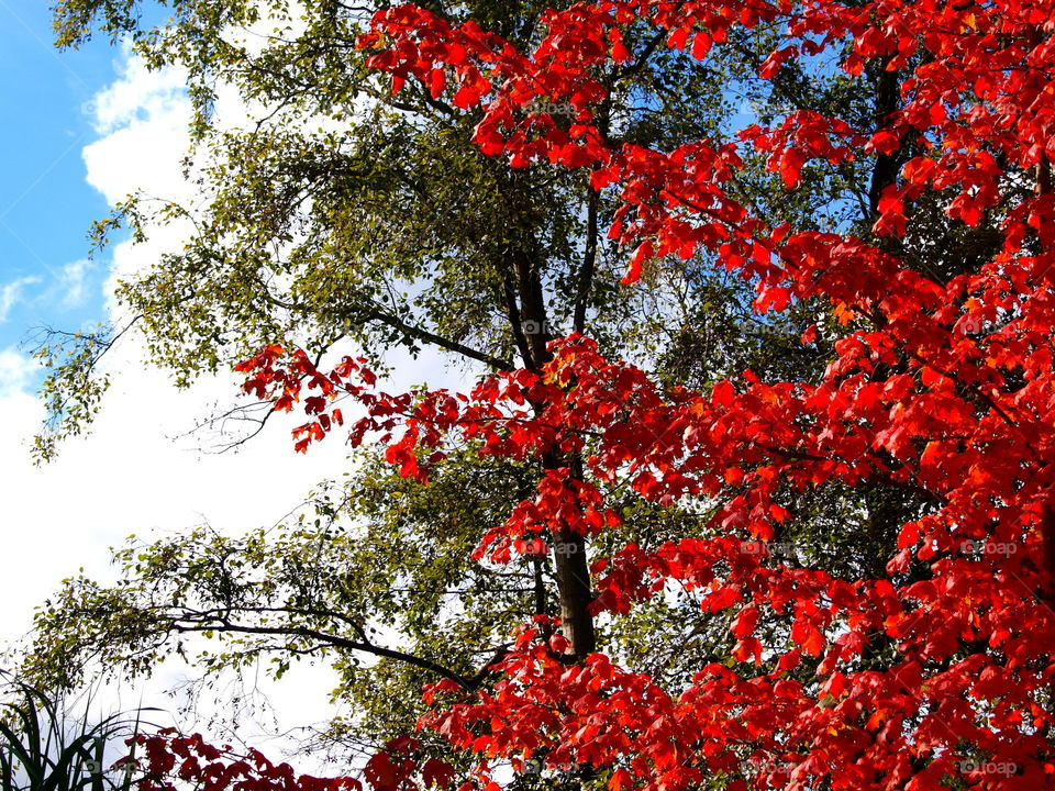 trees in a forest with red leaves, Germany