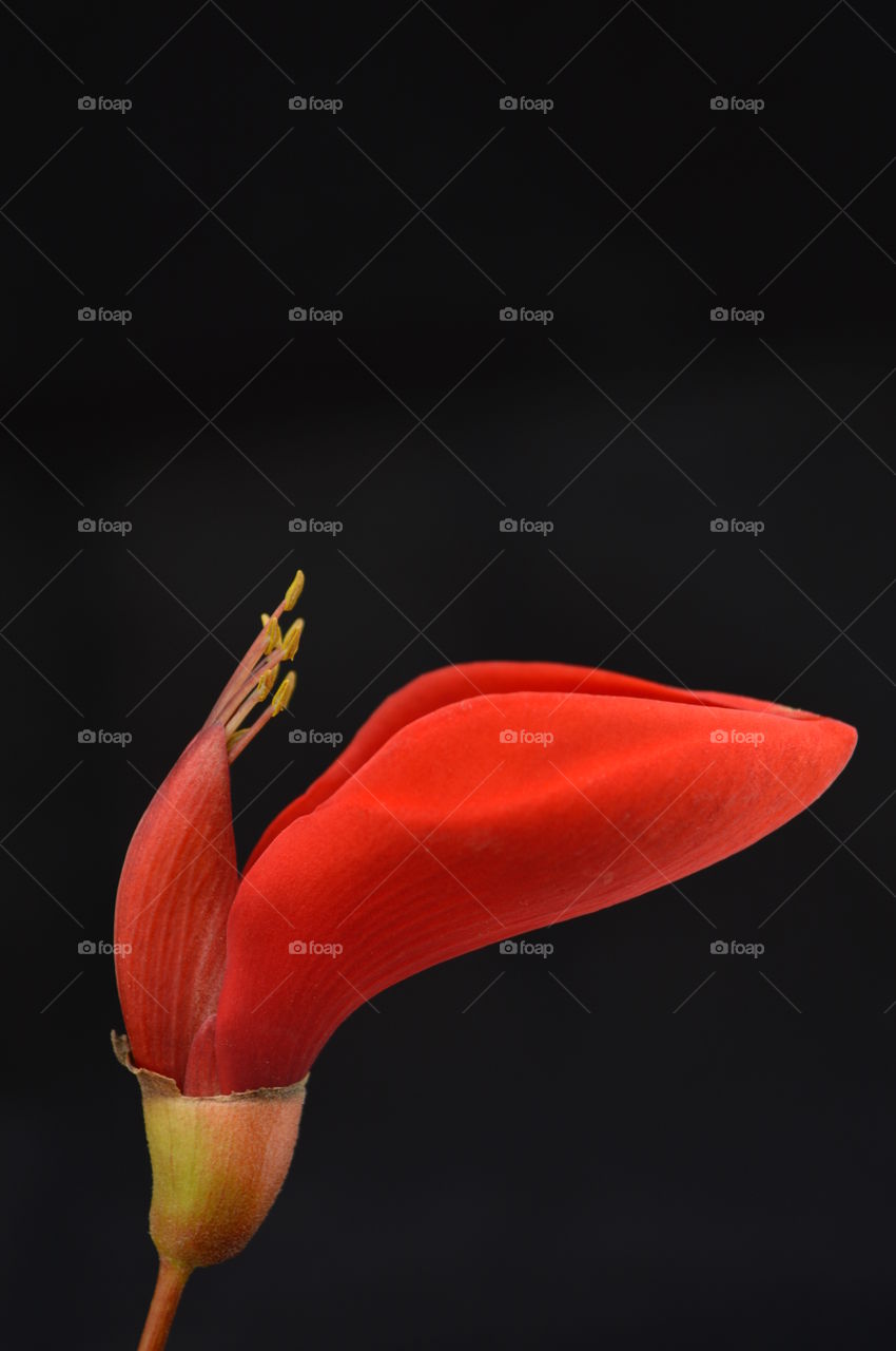 Potrait Macro Closeup Red Flower