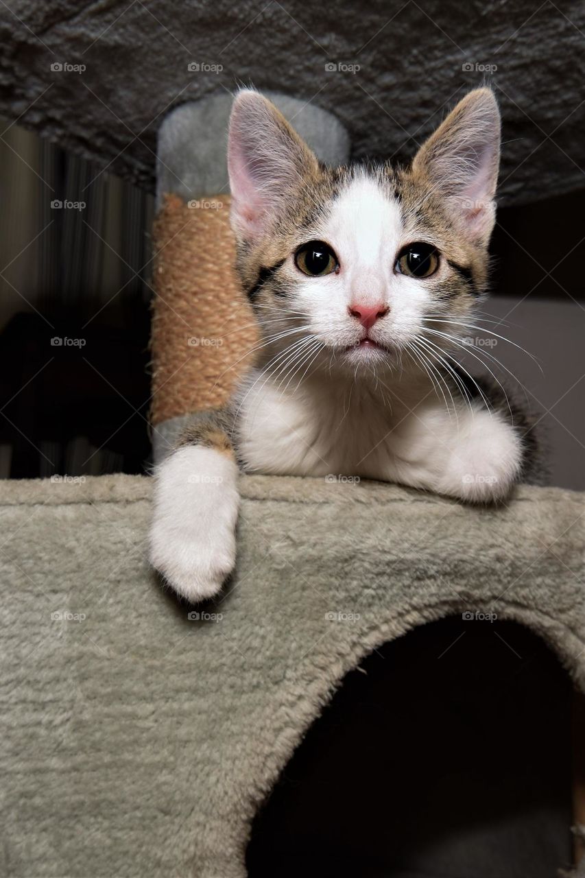 super cute kitten with white face and paws hanging out on his scratch pole