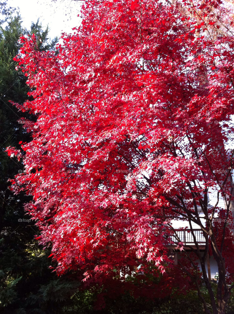 Japanese maple on fire