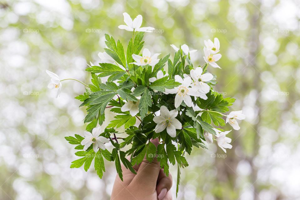 Closeup of a hand holding a beautiful bouquet of wild white anemone flowers at spring, forest in the background 