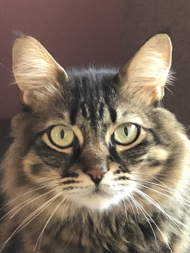 Cat face 