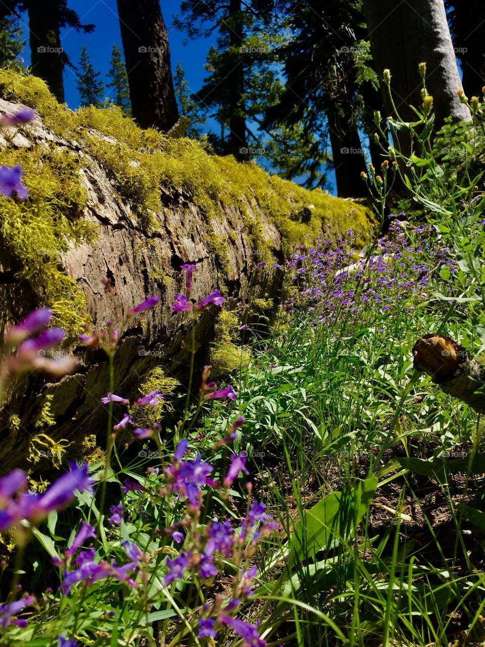 Mossy tree with flowers