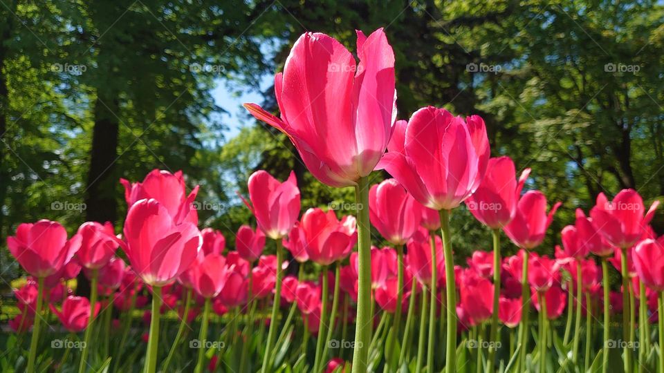 Spring mood 💚 Tulips 🌷🌷 Garden 💚