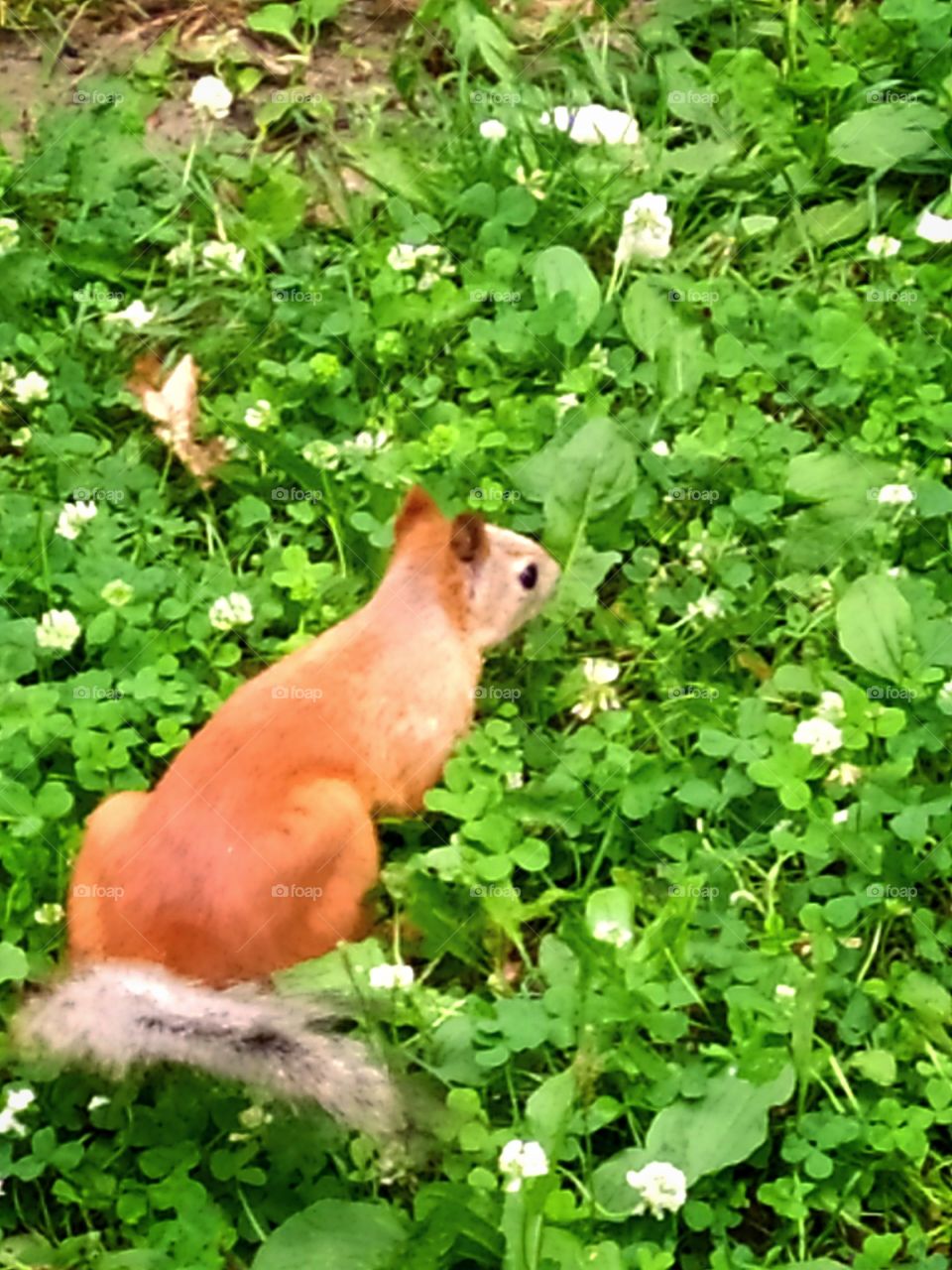 Little squirrel hides in green grass