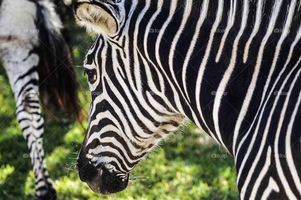 Zebra Profile