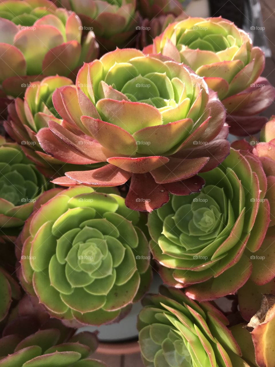 Close up view of succulent and sunshine 
